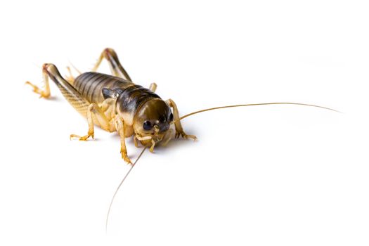 Image of cricket on white background., Insects. Animals
