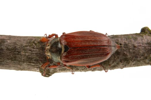 Cockchafer (Melolontha melolontha) isolated on a white background