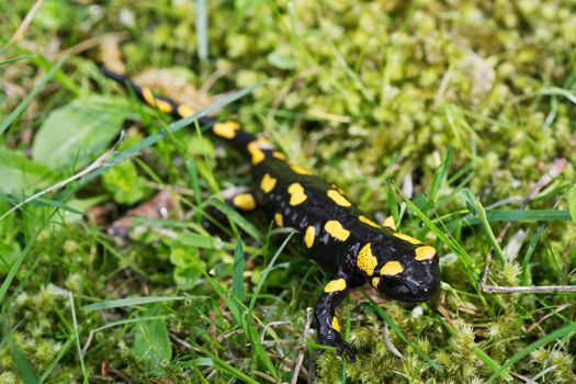 Fire salamander (Salamandra salamandra) in a wild nature