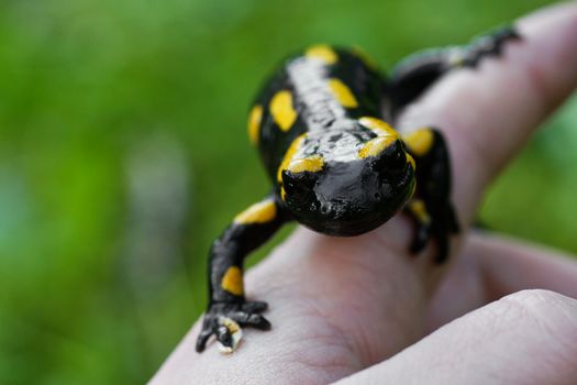 Fire salamander (Salamandra salamandra) on a people hand