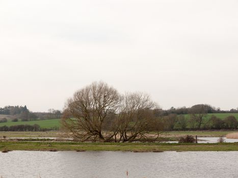 open water stream river nature background with tree on bank spring; essex; england; uk