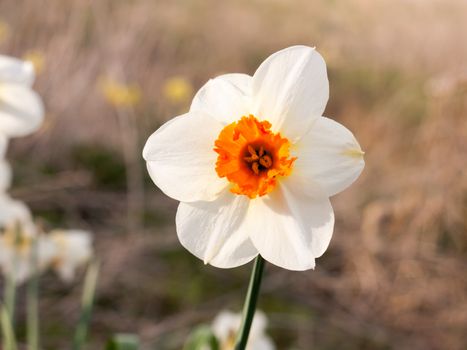 white and orange close up of wild daffodil beautiful spring ; essex; england; uk