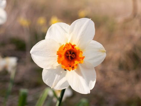 white and orange close up of wild daffodil beautiful spring ; essex; england; uk