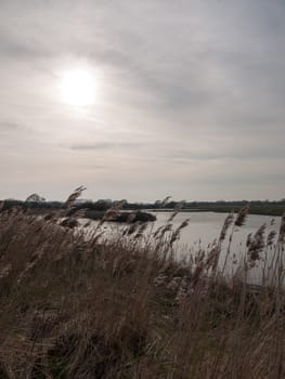 reeds blowing to the side river background nature grass sky sun flare; essex; england; uk