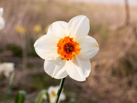 white and orange close up of wild daffodil beautiful spring ; essex; england; uk