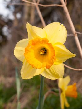 close up of yellow wild daffodil beautiful spring ; essex; england; uk