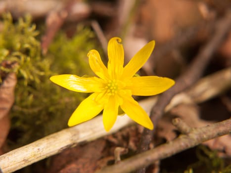 close up of lesser celandine yellow flower macro details spring; essex; england; uk