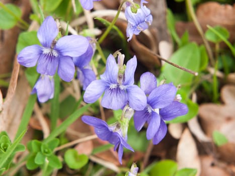 close up of beautiful spring sweet violet flower petals nature macro; essex; england; uk