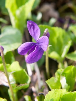 close up of sweet violet flower macro petals perfect beautiful; essex; england; uk