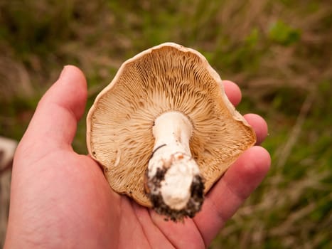 large white st george's mushroom in hand close up macro forage wild food; essex; england; uk