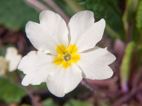 close up of spring primrose macro petals flower beautiful; essex; england; uk