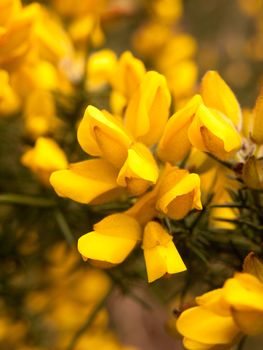 close up detail of yellow gorse broom flower heads macro; essex; england; uk