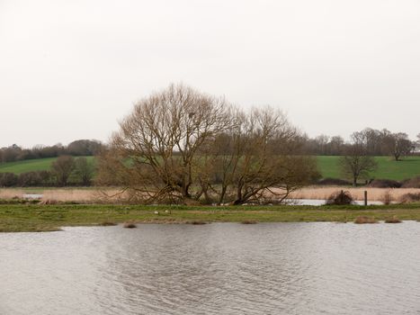 open water stream river nature background with tree on bank spring; essex; england; uk