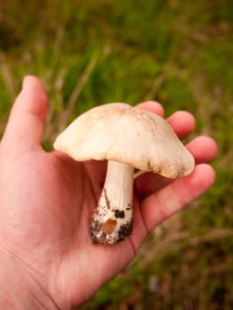 large white st george's mushroom in hand close up macro forage wild food; essex; england; uk
