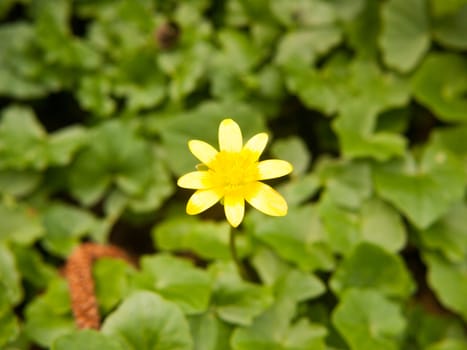 close up of lesser celandine yellow flower macro details spring; essex; england; uk