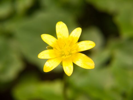 close up of lesser celandine yellow flower macro details spring; essex; england; uk