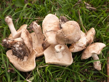 close up of st george's mushrooms on floor spring forage picked; essex; england; uk