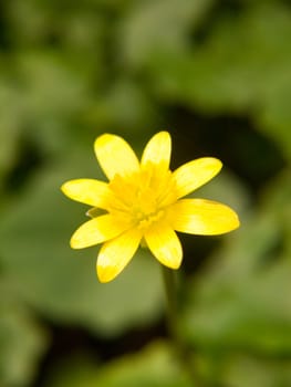 close up of lesser celandine yellow flower macro details spring; essex; england; uk