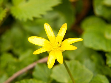 close up of lesser celandine yellow flower macro details spring; essex; england; uk