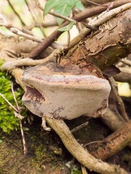 close up bracket mushroom on wood stick branch fungi details; essex; england; uk