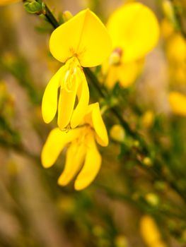 close up detail of yellow gorse broom flower heads macro; essex; england; uk