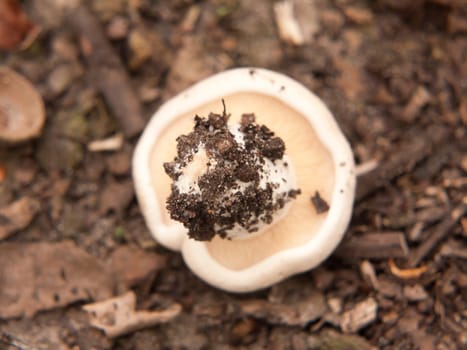 upside down wild st george's mushroom foraging outside ground; essex; england; uk