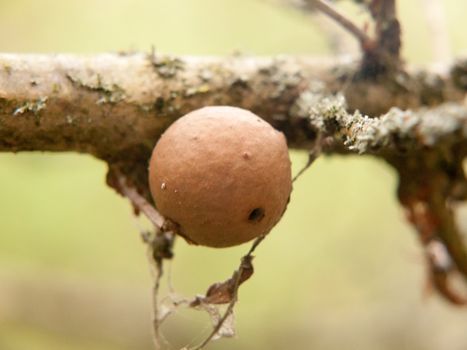 close up of old oak gall seed nut on tree branch macro detail; essex; england; uk