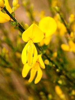 close up detail of yellow gorse broom flower heads macro; essex; england; uk