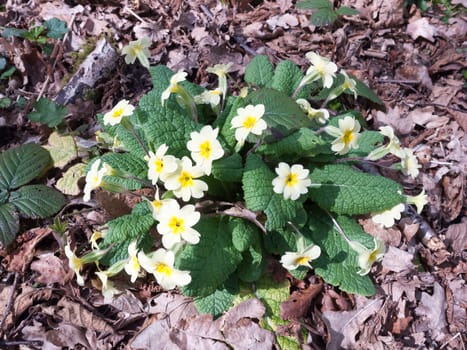 close up of primrose flower petals forest floor spring beautiful; essex; england; uk