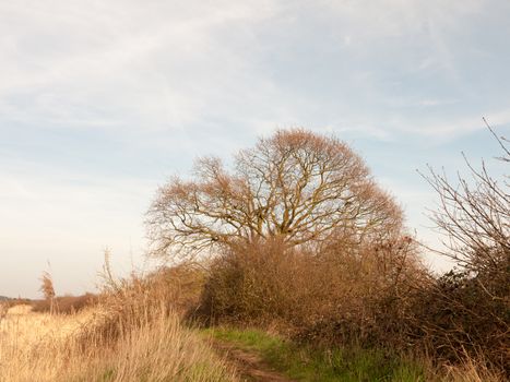 nature background tree with reeds and sky spring side of bank; essex; england; uk