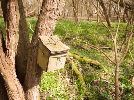 close up of wooden container attached to tree trunk in woodland nature environment; essex; england; uk