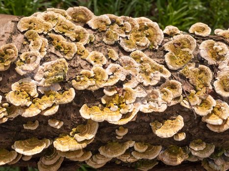plenty of small bracket mushrooms all along fallen tree trunk on ground close up; essex; england; uk