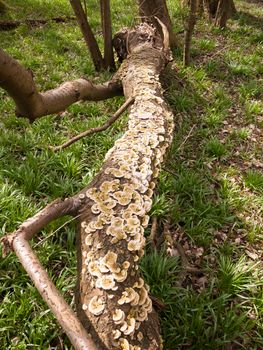 plenty of small bracket mushrooms all along fallen tree trunk on ground; essex; england; uk