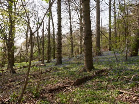 inside spring wood land floor with bluebells growing; essex; england; uk