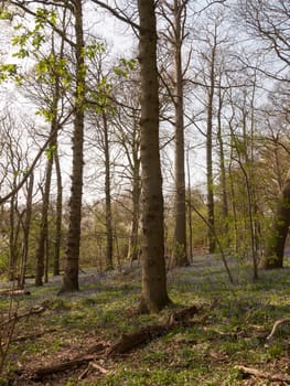 inside spring wood land floor with bluebells growing trees; essex; england; uk