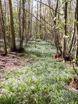 walkway through forest wood UK spring with bluebells growing; essex; england; uk