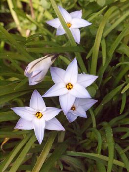Spring starflower Ipheion uniflorum 'Wisley Blue' close up; essex; england; uk