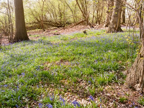 blue bells growing on forest woodland floor UK spring trees nature environment; essex; england; uk