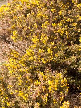 close up yellow gorse flowers broom texture spring bright beautiful; essex; england; uk