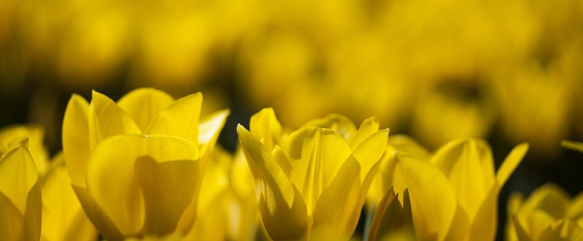 Garden, flower background, tulips