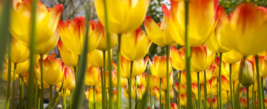 Fresh Beautiful Tulips, flower background