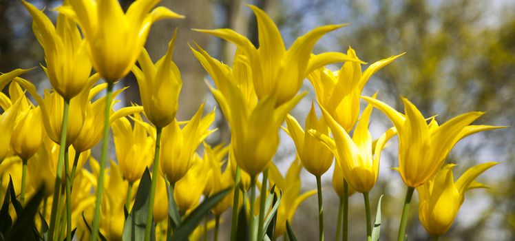 Tulip flowers close up