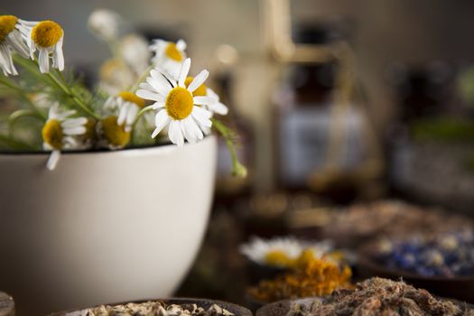 Fresh medicinal, healing herbs on wooden