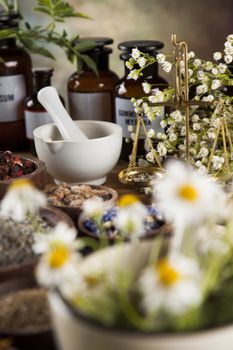 Fresh medicinal, healing herbs on wooden