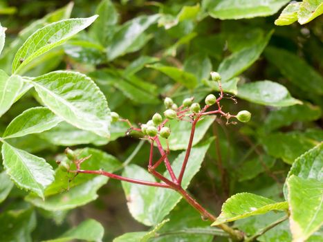 green growing elderberry in the garden with rain drops; Essex; UK