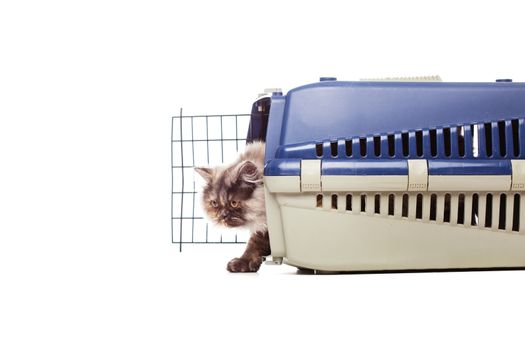 Chinchilla Persian little kitty in a pet carrier, isolated on white