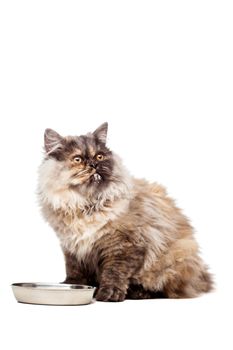 Chinchilla Persian little kitty having milk, isolated on white background