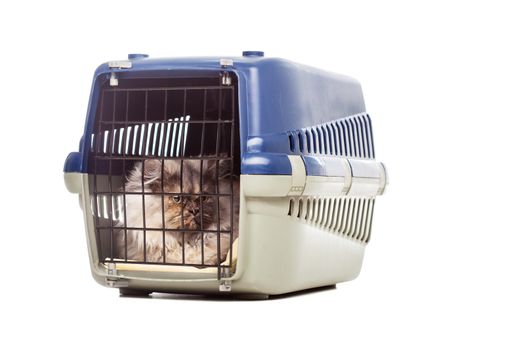 Chinchilla Persian little kitty in a pet carrier, isolated on white