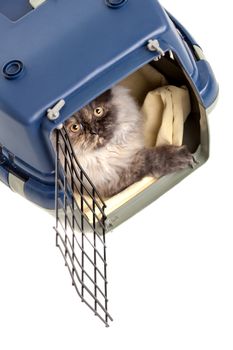 Chinchilla Persian little kitty in a pet carrier, isolated on white