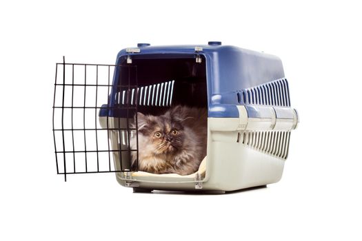 Chinchilla Persian little kitty in a pet carrier, isolated on white